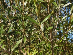 Olea exasperata