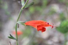 Salvia oppositiflora
