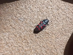 Acmaeodera quadrizonata
