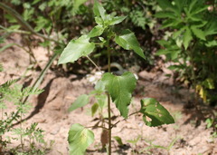 Helianthus debilis silvestris