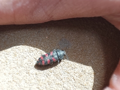 Acmaeodera quadrizonata
