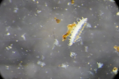 Brachypauropus hamiger