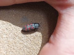 Acmaeodera quadrizonata