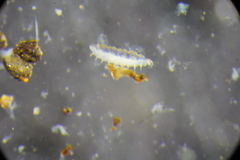 Brachypauropus hamiger