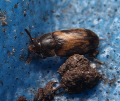 Mycetophagus pluripunctatus