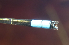 Pseudagrion coeleste coeleste