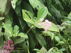 Medinilla speciosa