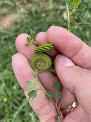 Medicago orbicularis