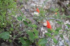 Salvia oppositiflora