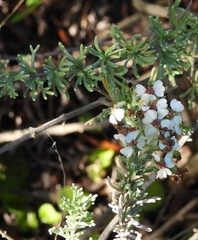 Eriocephalus africanus