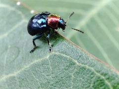 Parheminodes pulcher