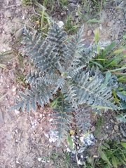 Cynara algarbiensis