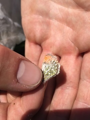 Anthocharis julia sulfuris