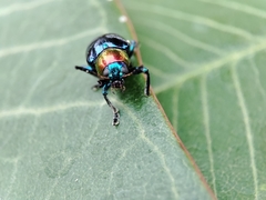 Parheminodes pulcher