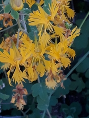 Tropaeolum seemannii