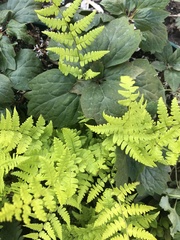 Rumohra adiantiformis