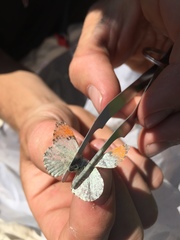 Anthocharis julia sulfuris