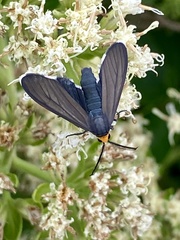 Ctenucha rubriceps
