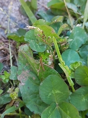 Acrida cinerea