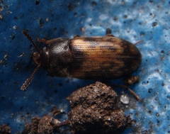 Mycetophagus pluripunctatus