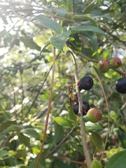Vaccinium fuscatum image