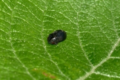 Penthimia nigra