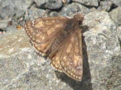Erynnis juvenalis