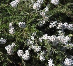 Eriocephalus africanus