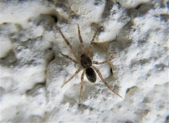 Liocranidae