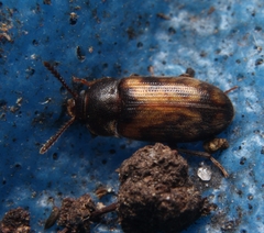 Mycetophagus pluripunctatus
