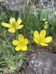 Ranunculus oxyspermus