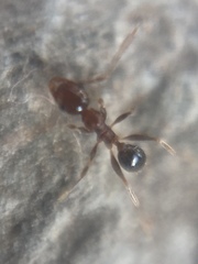 Pheidole indica