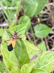 Hypselonotus interruptus