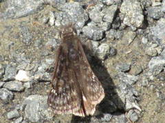 Erynnis juvenalis