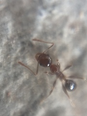 Pheidole indica