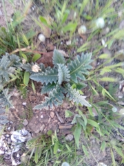 Cynara algarbiensis