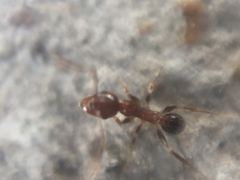 Pheidole indica