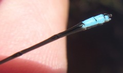 Pseudagrion coeleste coeleste