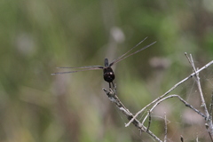 Macrodiplax balteata