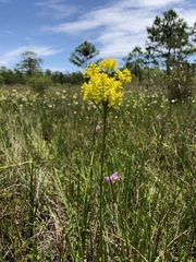 Polygala cymosa