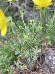 Ranunculus oxyspermus