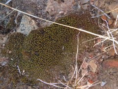 Trichostomum brachydontium