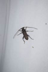 Hololeprus variolosus