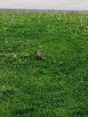 Sturnus vulgaris