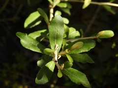 Tarchonanthus littoralis