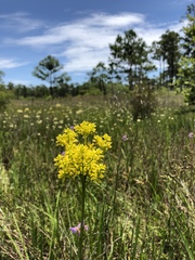 Polygala cymosa