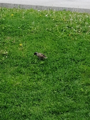 Sturnus vulgaris