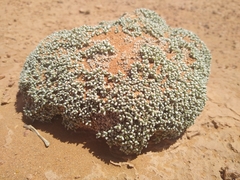 Anabasis aretioides