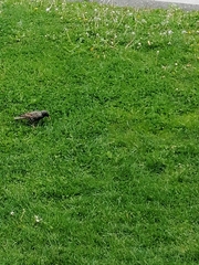 Sturnus vulgaris