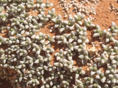 Anabasis aretioides